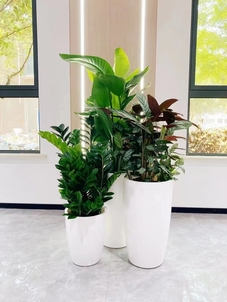 聚焦宁波北仑盆景租摆，焕新空间魅力